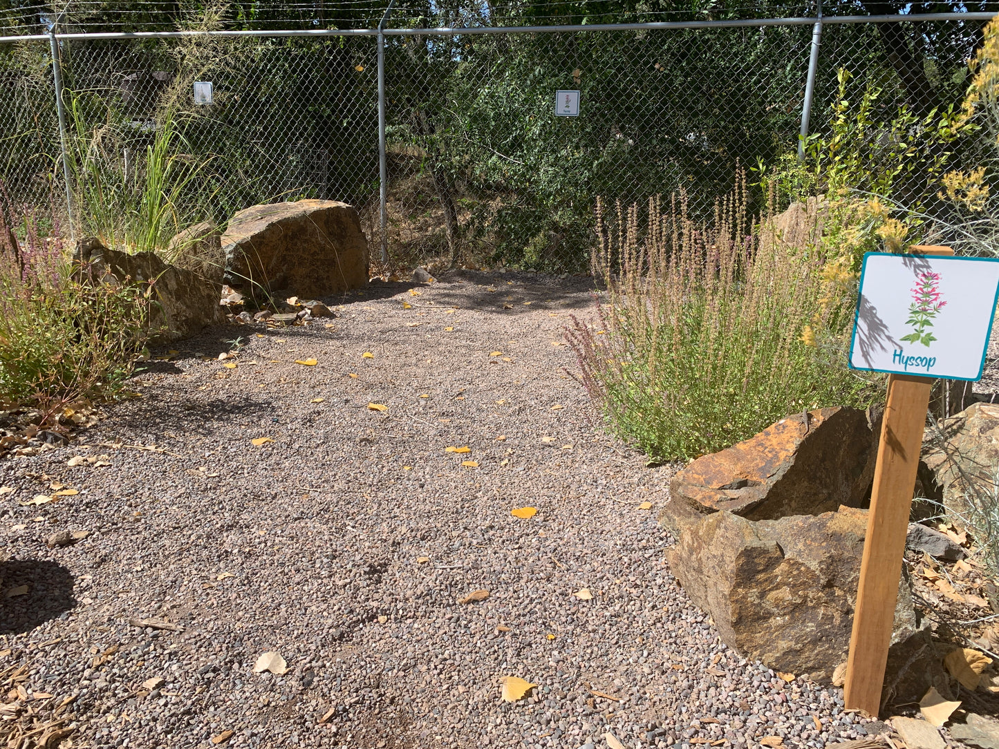 Hyssop Campsite
