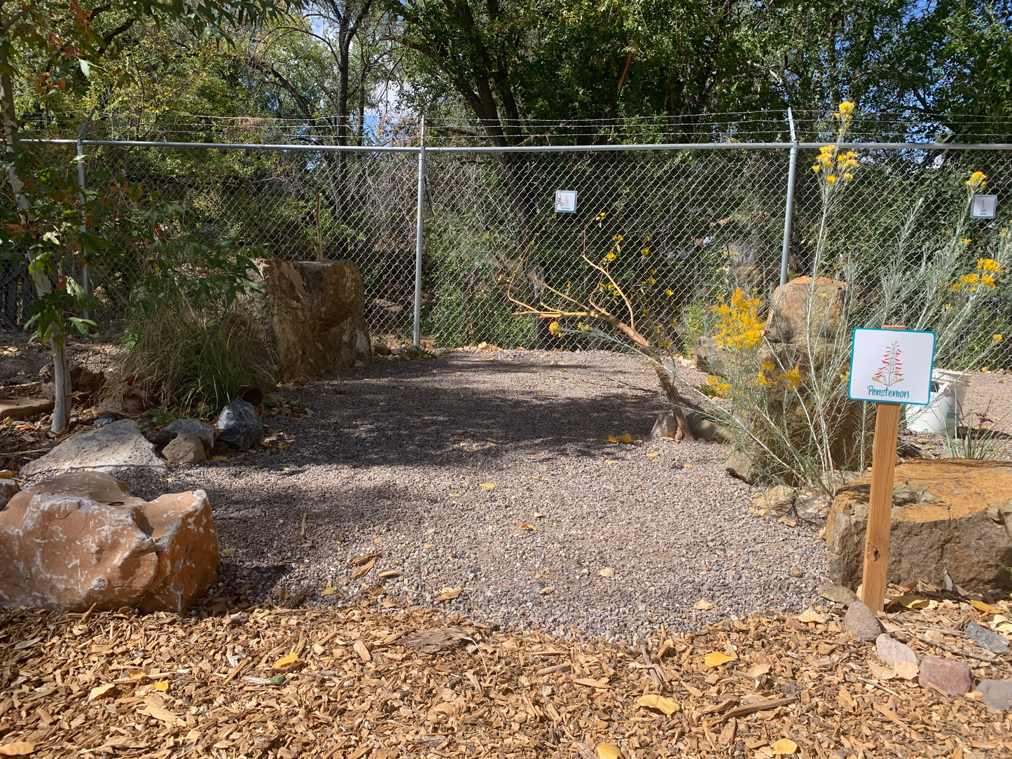 Penstemon Campsite