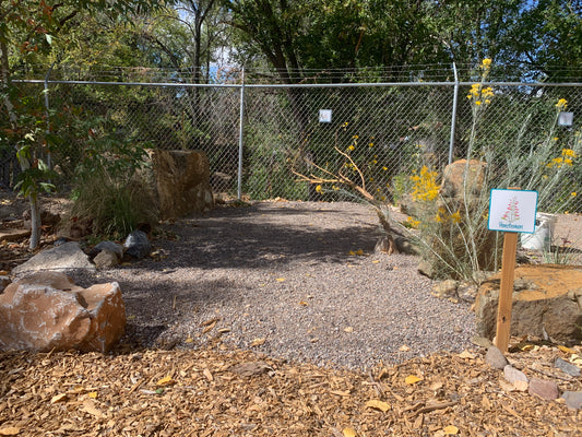 Penstemon Campsite